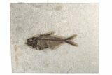 Fossil Fish (Diplomystus) - Wyoming #189269-1